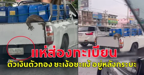 ตัวเงินตัวทอง ชะเง้อชะแง้ อยู่หลังรถกระบะ