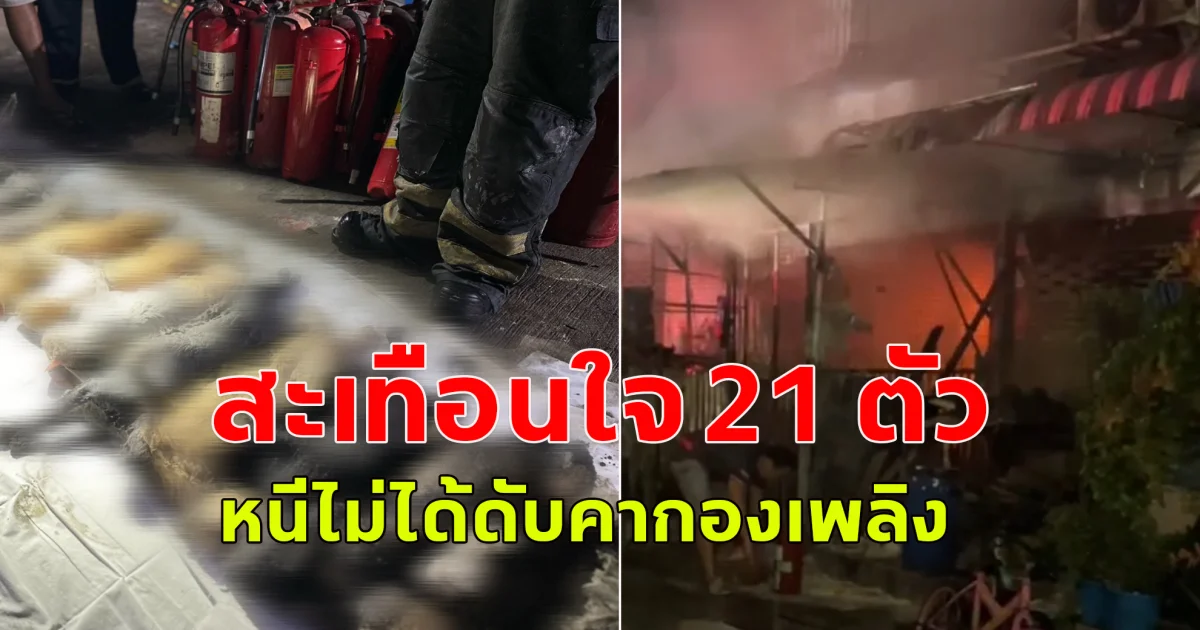 สะเทือนใจ 21 ตัว เกิดเหตุไฟไหม้แมวหนีไม่ได้ดับคากองเพลิง เหลือรอด 5