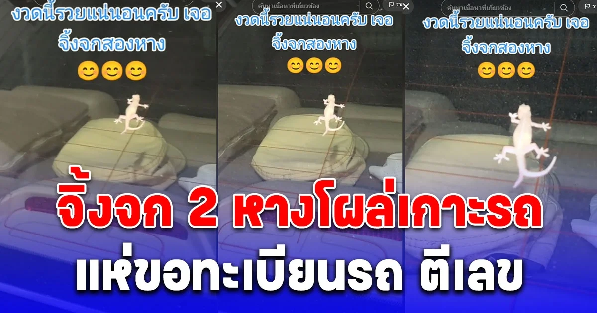 จิ้งจก 2 หางโผล่เกาะรถ ชาวเน็ตแห่ขอทะเบียนรถ ตีเลข