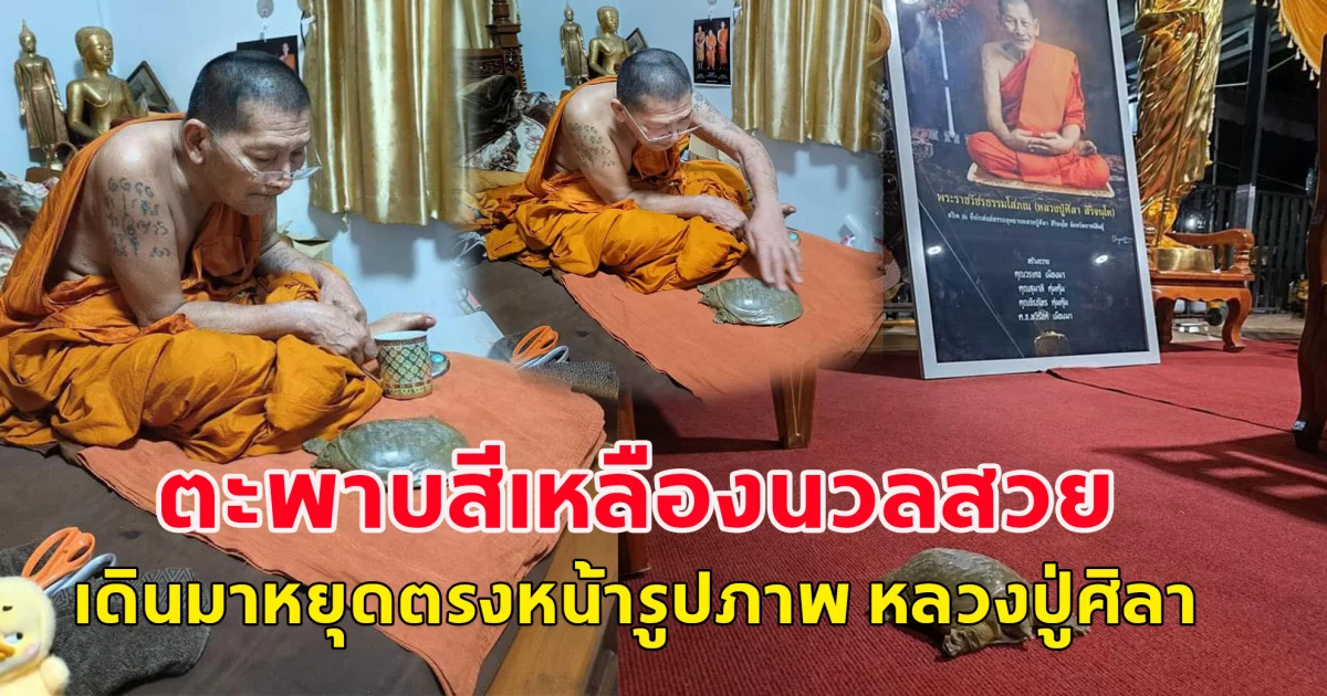 อัศจรรย์ ตะพาบสีเหลืองนวลสวย เดินมาหยุดตรงหน้ารูปภาพ หลวงปู่ศิลา