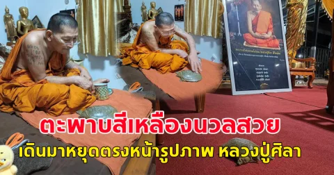 อัศจรรย์ ตะพาบสีเหลืองนวลสวย เดินมาหยุดตรงหน้ารูปภาพ หลวงปู่ศิลา