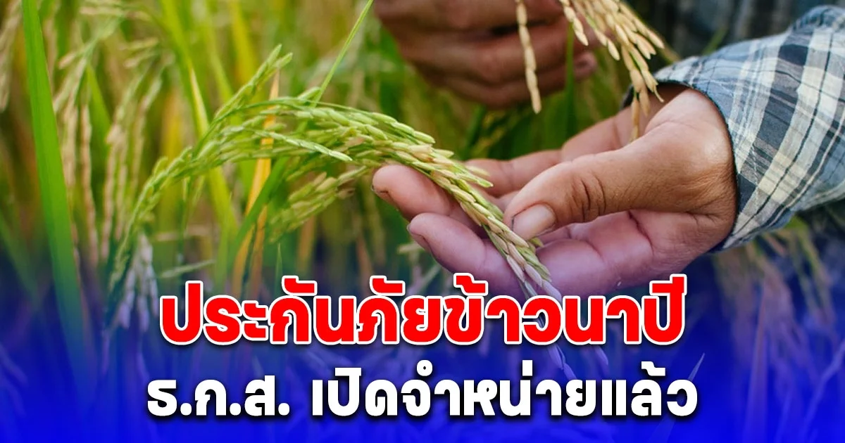 ธ.ก.ส. ประกันภัยข้าวนาปีการผลิต 67 เช็กรายละเอียด