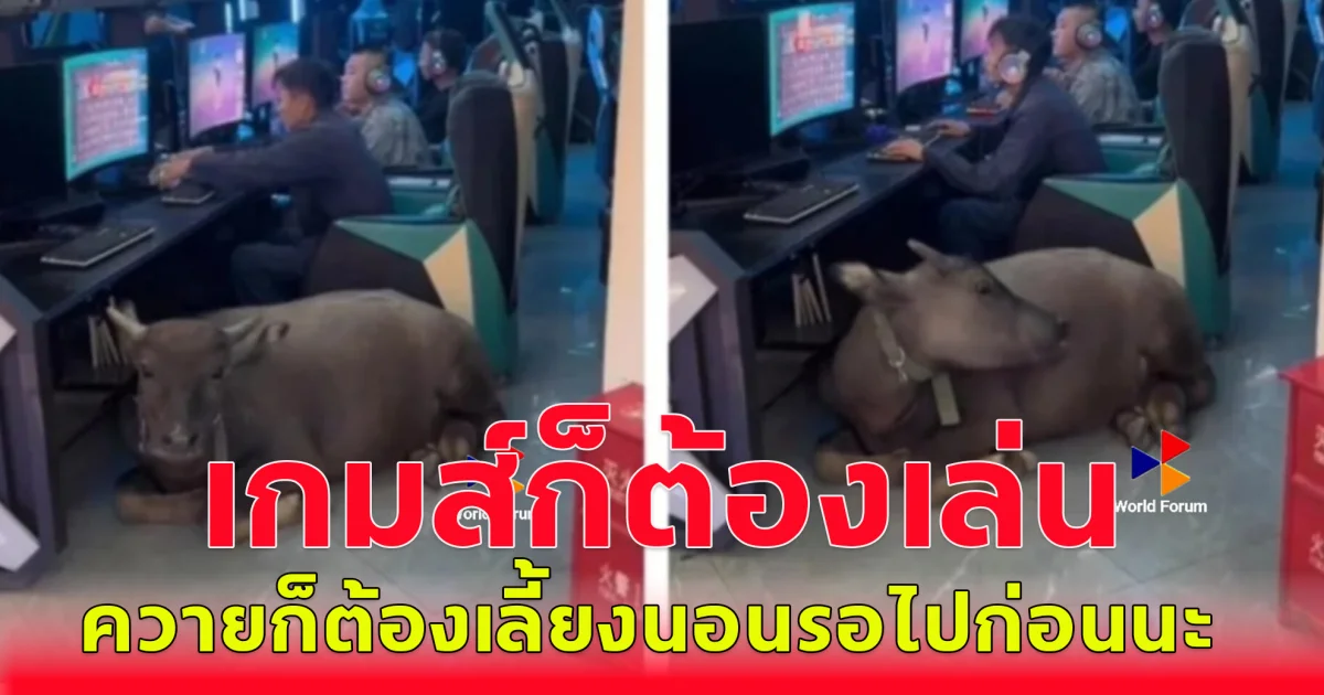 แห่แชร์สนั่น เจ้าของควาย ติดเกมส์หนักมาก พาควายมาร้านเกมส์ด้วย (ตปท.)