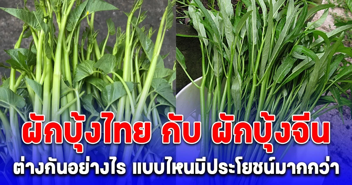 ความแตกต่างของ ผักบุ้งไทย กับ ผักบุ้งจีน และแบบไหนมีประโยชน์มากกว่า