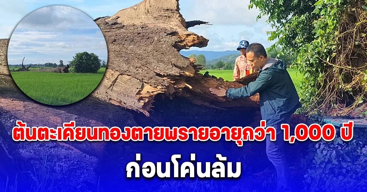 ต้นตะเคียนทองตายพราย อายุกว่า 1,000 ปี ก่อนโค่นล้ม สิงห์ใจชาวบ้านร้องไห้