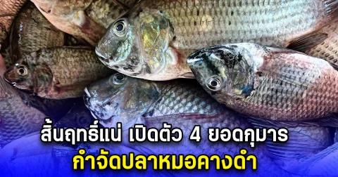 สิ้นฤทธิ์แน่ เปิดตัว 4 ยอดกุมารกำจัดปลาหมอคางดำแต่ต้องเอาลงทะเล