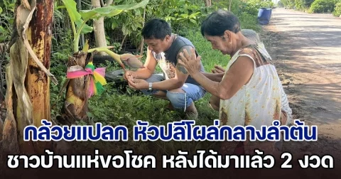 ชาวบ้านฮือฮา กล้วยประหลาด ถูกตัดต้นทิ้ง แต่หัวปลีโผล่กลางลำต้น แห่ขอโชคลาภ หลังมีคนถูกรางวัลมาแล้ว 2 งวดติด