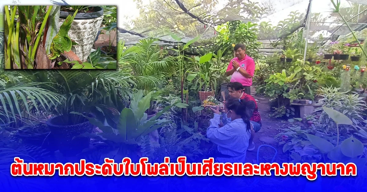 ต้นหมากประดับใบโพล่เป็นเศียรและหางพญานาค เลขโผล่ 3 ตัว