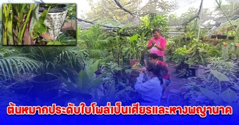 ต้นหมากประดับใบโพล่เป็นเศียรและหางพญานาค เลขโผล่ 3 ตัว