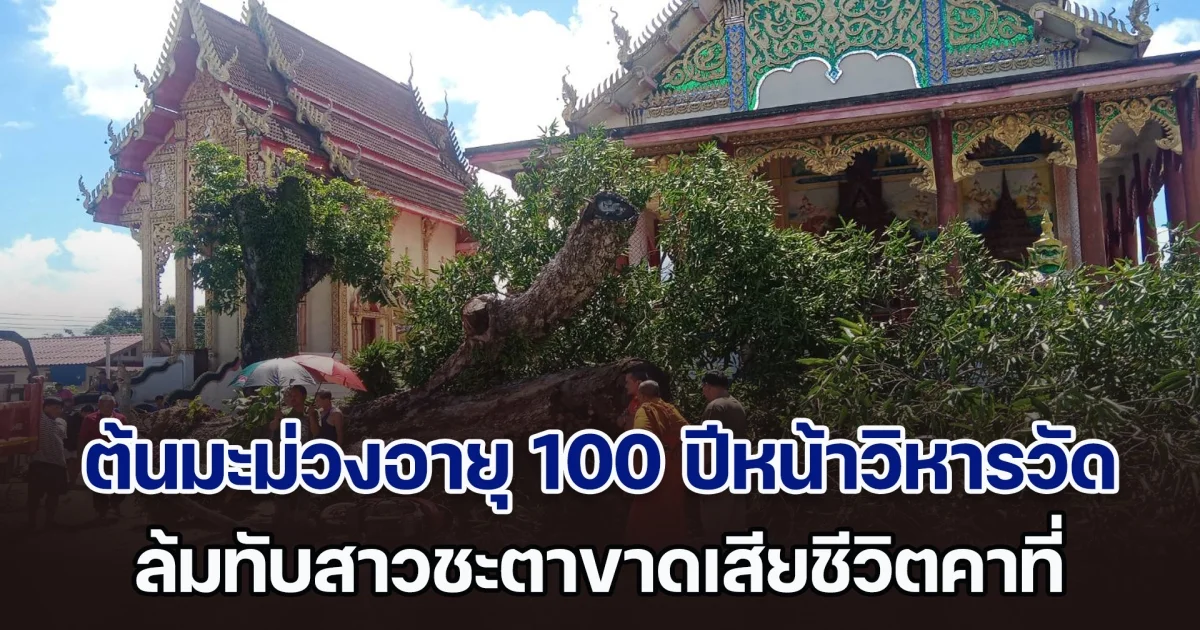 สลด! ต้นมะม่วงอายุ 100 ปีหน้าวิหารวัด ล้มทับสาวชะตาขาดเสียชีวิตคาที่