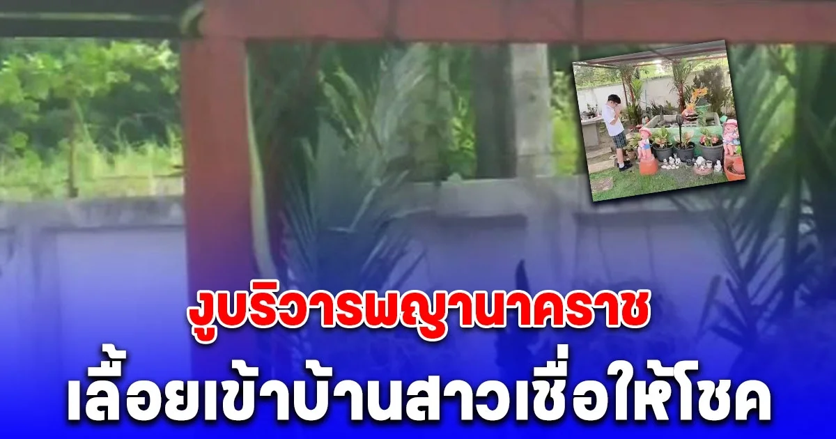 ฮือฮา งูบริวารพญานาคราชเลื้อยเข้าบ้านสาวเชื่อให้โชค