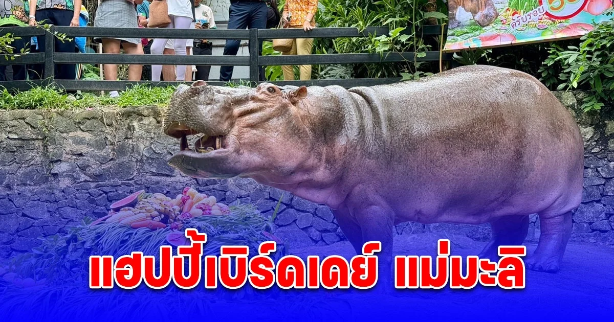 แฮปปี้เบิร์ดเดย์ แม่มะลิ ฮิปโปฯ สวนสัตว์เปิดเขาเขียว ฉลองวันเกิด ครบ 59 ปี มอบเค้กก้อนยักษ์ ที่มีอายุยืนที่สุดในไทย