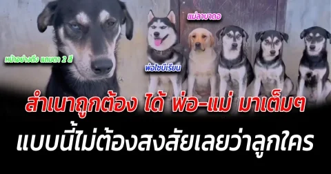 สำเนาถูกต้อง ไม่ต้องสงสัยเลยว่าลูกใคร กับครอบครัวน้องหมา ที่ลูกๆได้พ่อแม่มาเต็มๆ