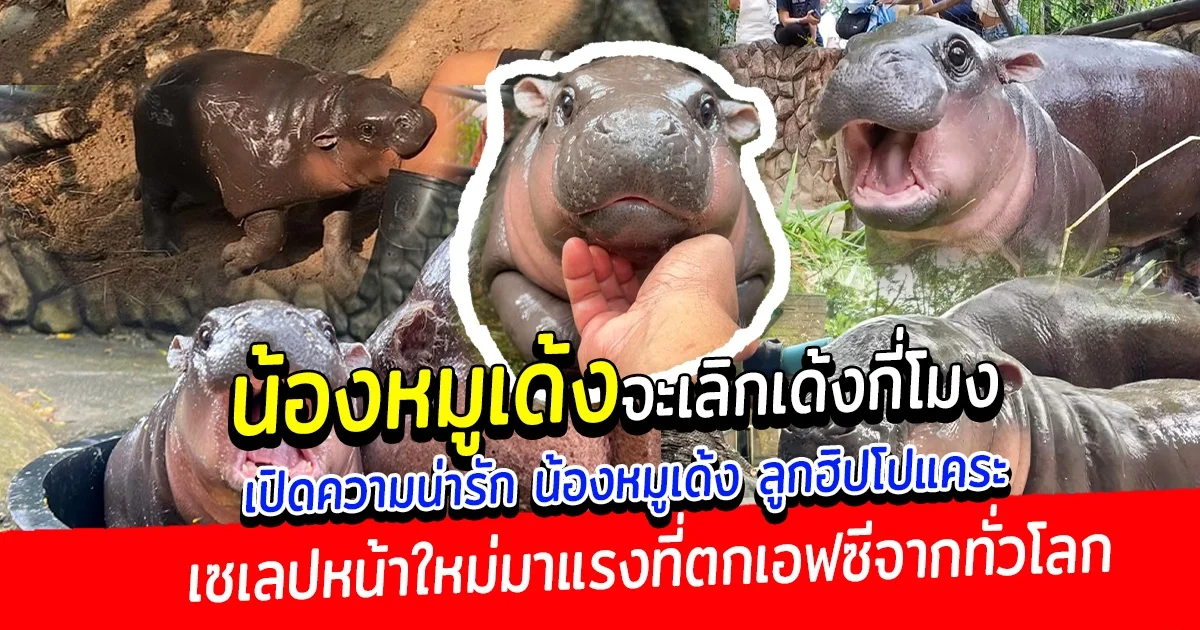 น้องหมูเด้งจะเลิกเด้งกี่โมง เปิดความน่ารัก น้องหมูเด้ง ลูกฮิปโปแคระ สวนสัตว์เปิดเขาเขียว เซเลปหน้าใหม่มาแรงที่ตกเอฟซีจากทั่วโลก
