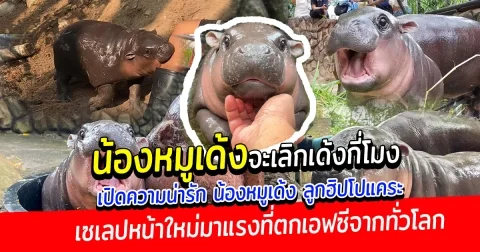 น้องหมูเด้งจะเลิกเด้งกี่โมง เปิดความน่ารัก น้องหมูเด้ง ลูกฮิปโปแคระ สวนสัตว์เปิดเขาเขียว เซเลปหน้าใหม่มาแรงที่ตกเอฟซีจากทั่วโลก