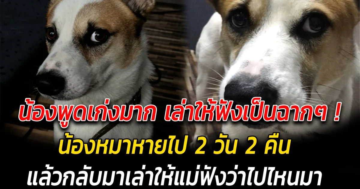 น้องพูดเก่งมาก เล่าให้ฟังเป็นฉากๆ เมื่อน้องหมาหายไป 2 วัน แล้วกลับมาเล่าให้แม่ฟังว่าไปไหนมา