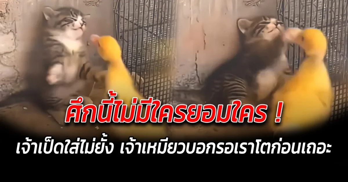 ศึกนี้ไม่มีใครยอมใคร เป็ดเหลืองนักสู้ ใส่ไม่ยั้ง เจ้าเหมียวบอกรอเราโตก่อนเถอะ