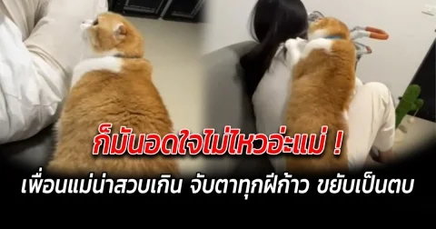 ก็มันอดใจไม่ไหวอ่ะแม่ เพื่อนแม่น่าสวบเกิน จับตาทุกฝีก้าว ขยับเป็นตบ