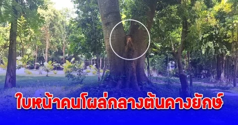 ฮือฮา พบใบหน้าคนโผล่กลางต้นคางยักษ์ อายุกว่า 100 ปี