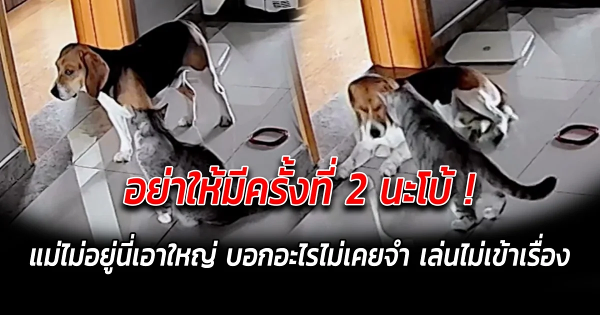 อย่าให้มีครั้งที่ 2 นะโบ้ แม่ไม่อยู่นี่เอาใหญ่ บอกอะไรไม่เคยจำ เล่นไม่รู้เรื่อง