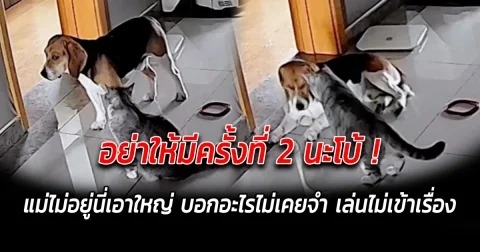 อย่าให้มีครั้งที่ 2 นะโบ้ แม่ไม่อยู่นี่เอาใหญ่ บอกอะไรไม่เคยจำ เล่นไม่รู้เรื่อง