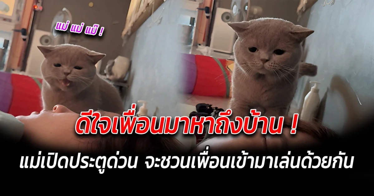 นาฬิกาปลุกของทาสแมว แม่ตื่นได้แล้วหนูหิว รุ่นนี้ไม่เปลืองไฟ แต่เปลืองอาหาร