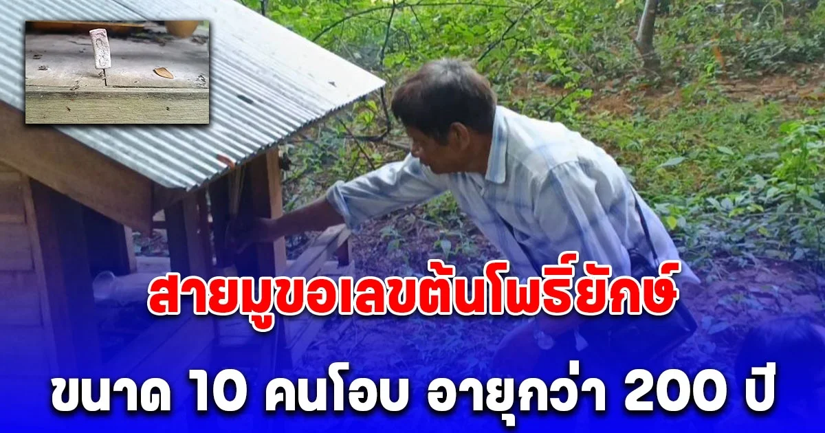 สายมูขอเลขต้นโพธิ์ยักษ์ขนาด 10 คนโอบ อายุกว่า 200 ปี