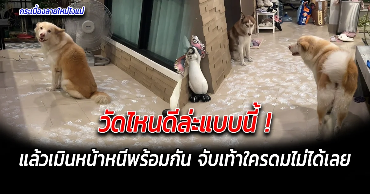 วัดไหนดีล่ะแบบนี้ แล้วเมินหน้าหนีพร้อมกัน จับเท้าใครดมไม่ได้ ไม่รู้ตัวไหนทำ