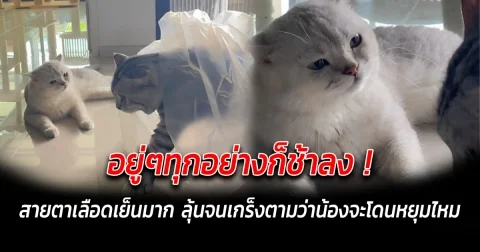 อยู่ๆทุกอย่างก็ช้าลง สายตาเลือดเย็นมาก ลุ้นตามจนเกร็งไปด้วยว่าน้องจะโดนหยุมไหม