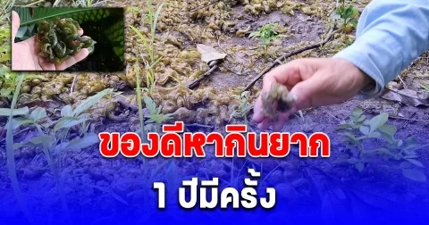 เห็ดหินของดีหากินยาก 1 ปีมีครั้ง