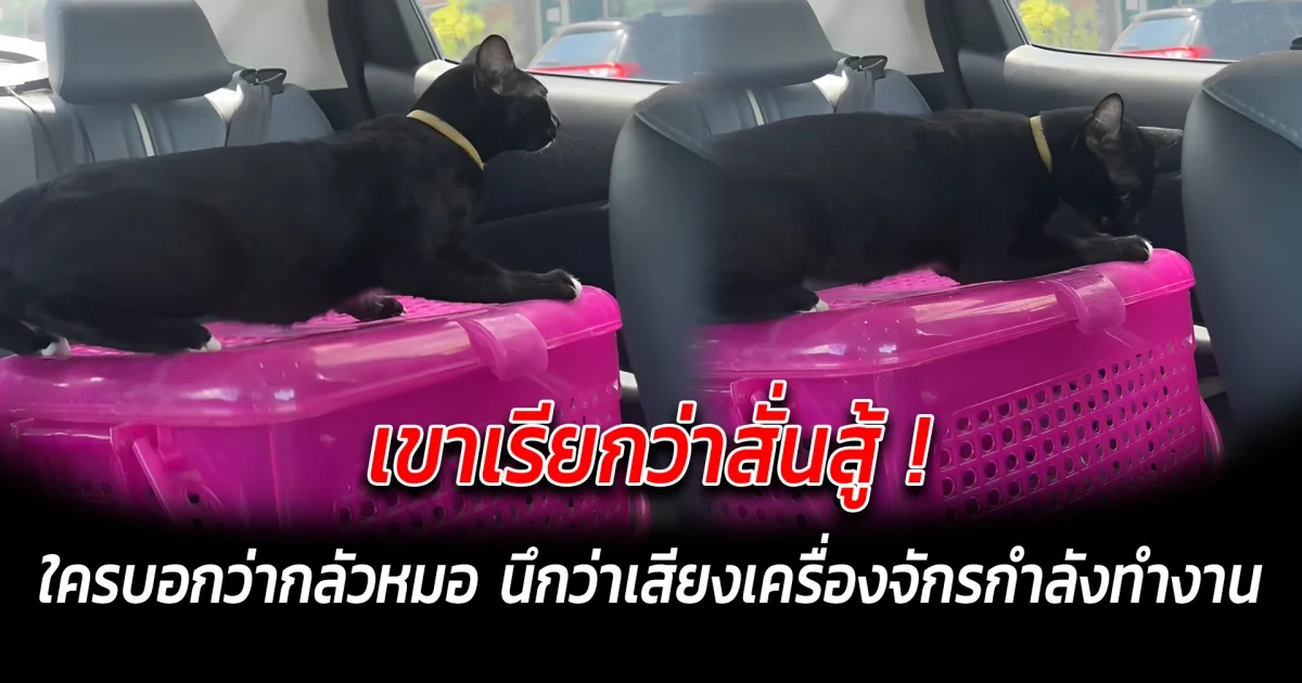 เขาเรียกว่าสั่นสู้ ใครบอกว่ากลัวหมอ นึกว่าเสียงเครื่องจักรกำลังทำงาน