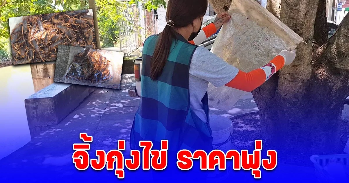 จิ้งกุ่งไข่ ราคาพุ่งตัวละ 2-3 บาท แม่ค้าใส่ถุงขายแทบไม่ทัน