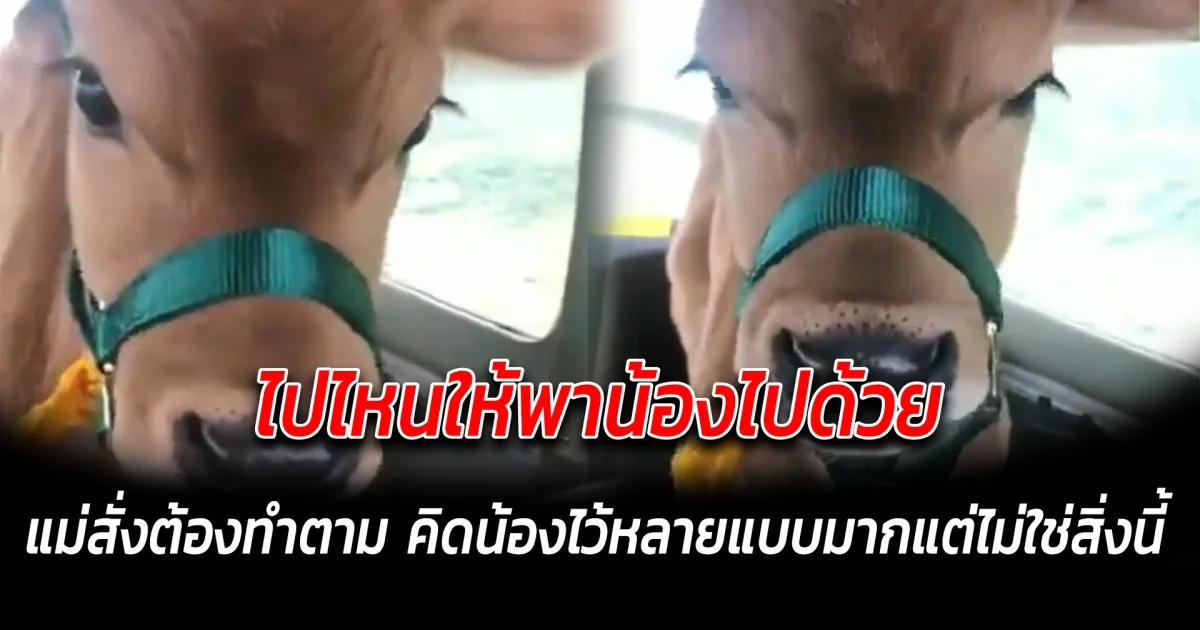 ไปไหนให้พาน้องไปด้วย แม่สั่งไว้ก็ต้องทำตาม คิดน้องไว้หลายแบบมากแต่ไม่ใช่สิ่งนี้