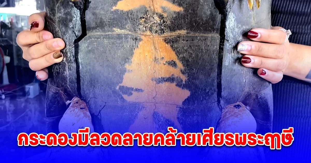 สาวเจอเต่าตัวใหญ่ กระดองมีลวดลายคล้ายเศียรพระฤาษี ชูคอเรียกกลางถนน เชื่อจะนำโชคมาให้