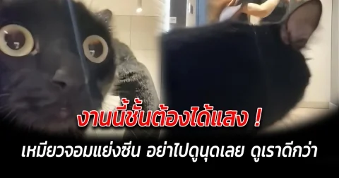 งานนี้ชั้นต้องได้แสง เหมียวจอมแย่งซีน อย่าไปดูนุดเลย ดูเราดีกว่า