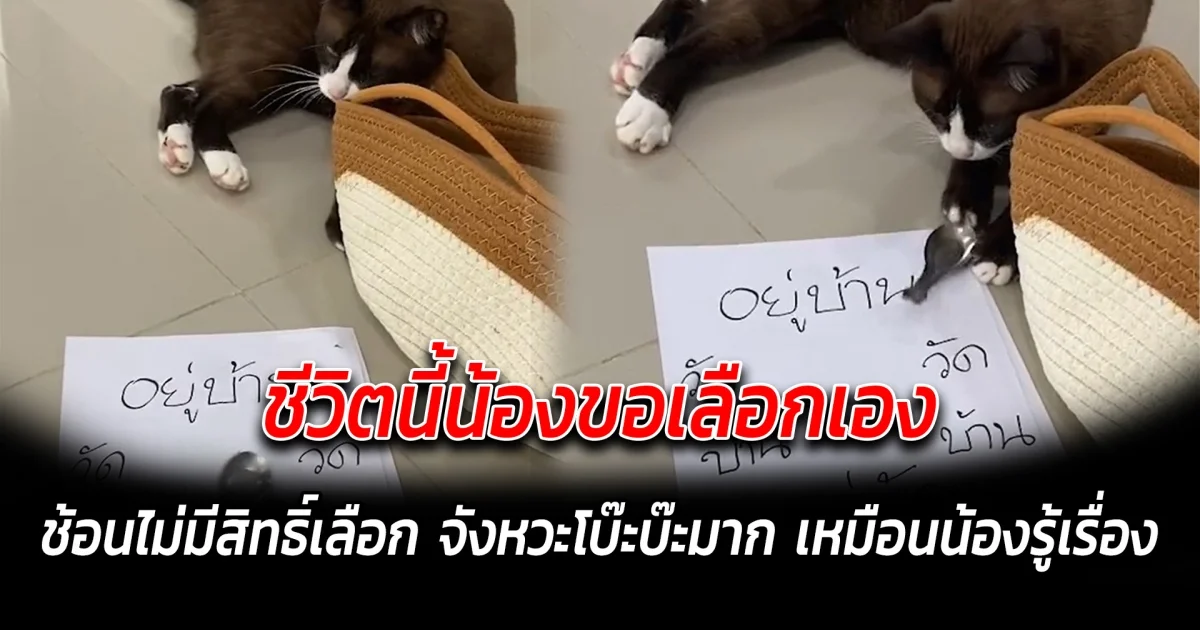 ชีวิตนี้น้องขอเลือกเอง ช้อนไม่มีสิทธิ์เลือก จังหวะโบ๊ะบ๊ะมาก เหมือนน้องรู้เรื่อง