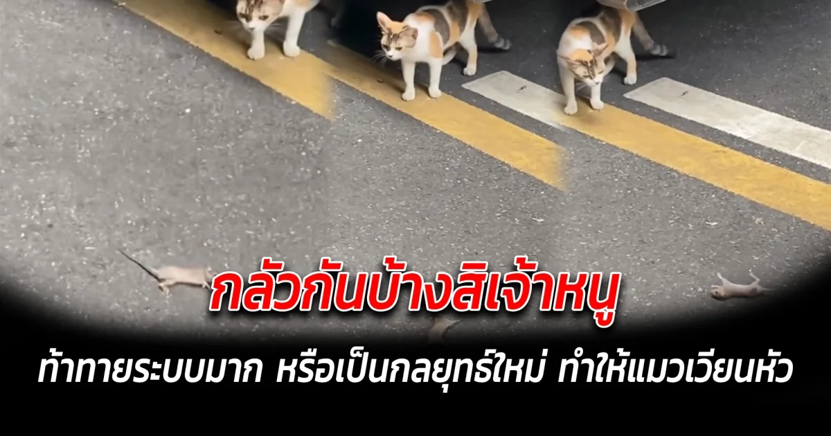 กลัวกันบ้างสิเจ้าหนู ท้าทายระบบมาก หรือเป็นกลยุทธ์ใหม่ ทำให้แมวเวียนหัว