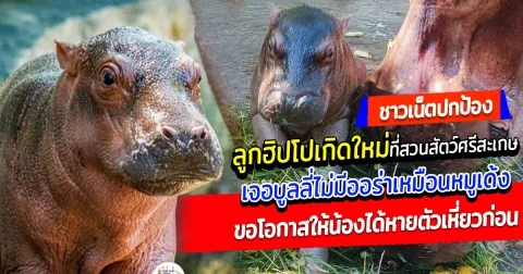 ชาวเน็ตปกป้อง ลูกฮิปโปเกิดใหม่ ที่สวนสัตว์ศรีสะเกษ เจอบูลลี่ไม่มีออร่าเหมือนหมูเด้ง ขอโอกาสให้น้องได้หายตัวเหี่ยวก่อน