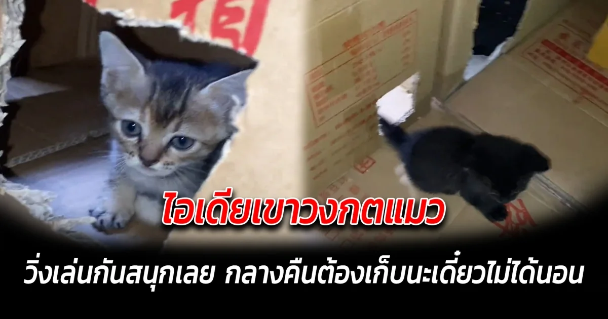 ไอเดียเขาวงกตแมว วิ่งเล่นกันสนุกเลย กลางคืนต้องเก็บนะเดี๋ยวไม่ได้นอน