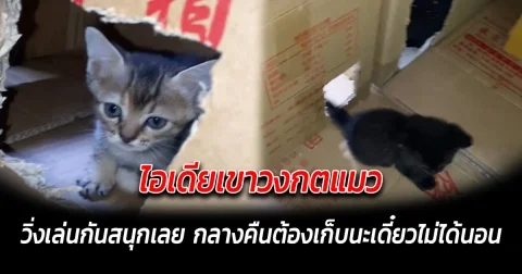 ไอเดียเขาวงกตแมว วิ่งเล่นกันสนุกเลย กลางคืนต้องเก็บนะเดี๋ยวไม่ได้นอน