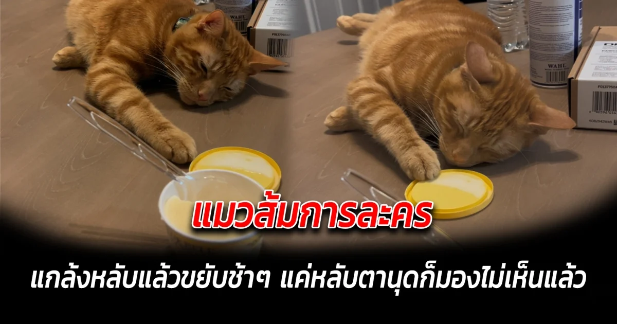 แมวส้มการละคร แกล้งหลับแล้วขยับช้าๆ แค่เราหลับตานุดก็มองไม่เห็นแล้ว