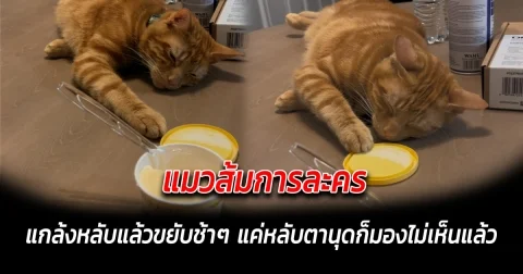 แมวส้มการละคร แกล้งหลับแล้วขยับช้าๆ แค่เราหลับตานุดก็มองไม่เห็นแล้ว