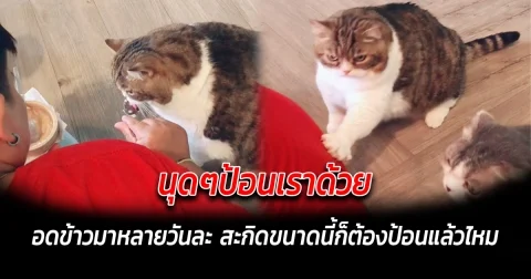 นุดๆป้อนเราด้วย อดข้าวมาหลายวันละ สะกิดขนาดนี้ก็ต้องป้อนแล้วไหม