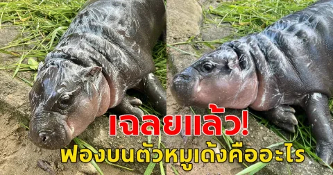 เฉลยแล้ว ฟองบนตัวหมูเด้งคืออะไร