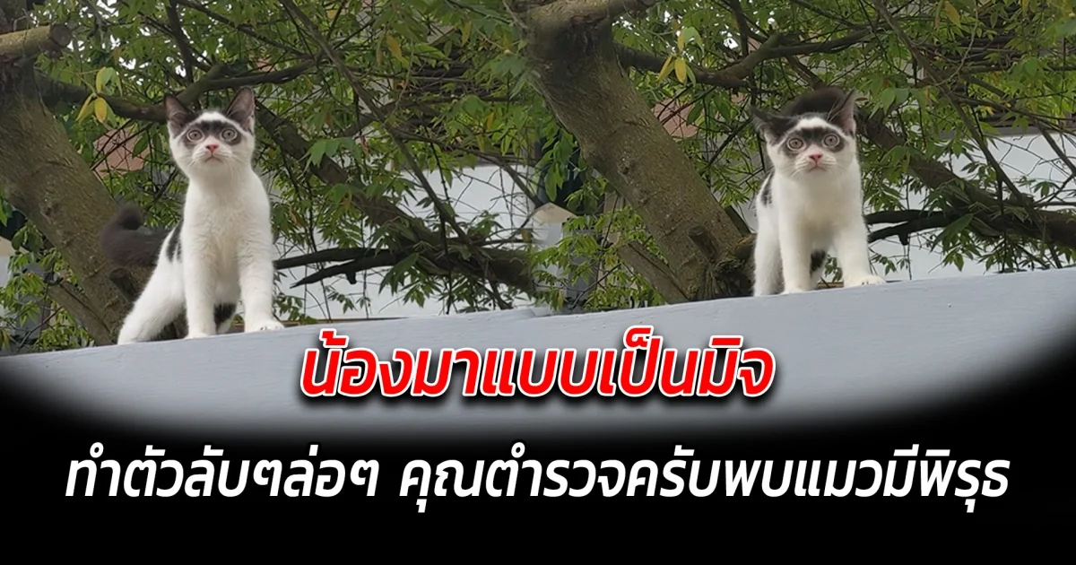น้องมาแบบเป็นมิจ ทำตัวลับๆล่อๆ คุณตำรวจครับพบแมวมีพิรุธ