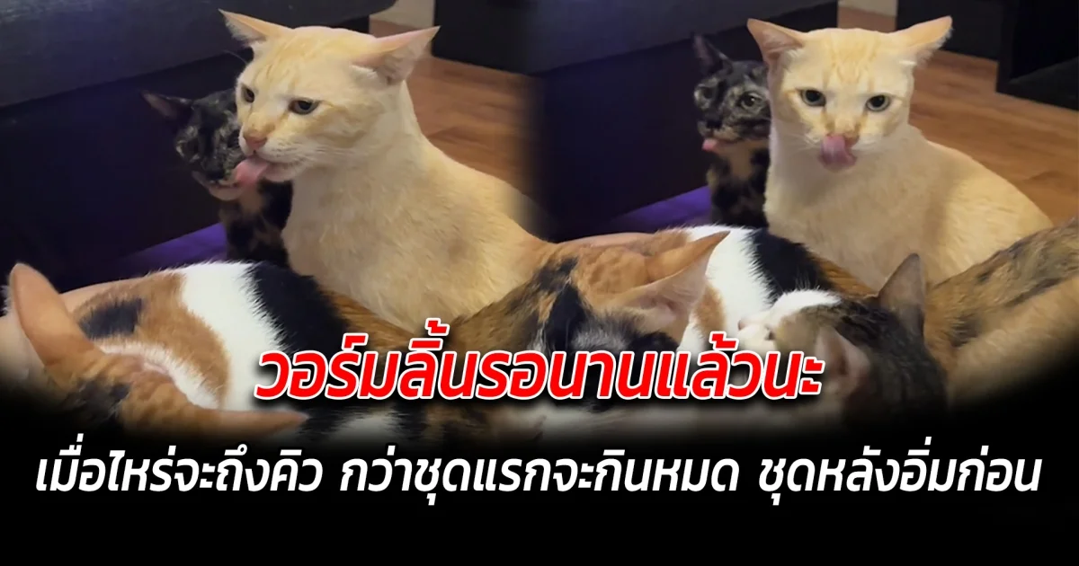 วอร์มลิ้นรอนานแล้วนะ เมื่อไหร่จะถึงคิวเรานุด กว่าชุดแรกจะกินหมด ชุดหลังอิ่มก่อน