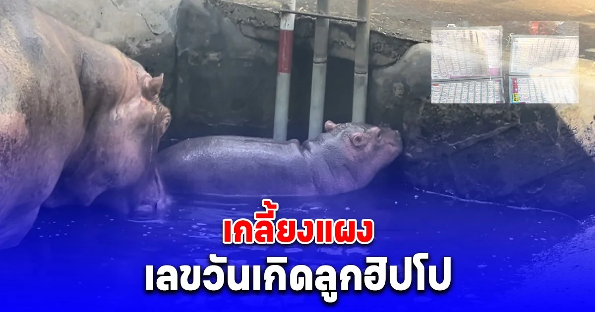 น้องมาให้โชค ซื้อเลขวันเกิดลูกฮิปโปเกลี้ยงแผง