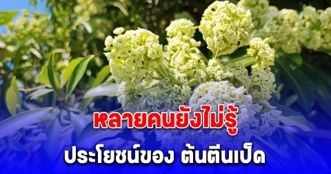หลายคนยังไม่รู้ ประโยชน์ของ ต้นตีนเป็ด หรือ ต้นพญาสัตบรรณ
