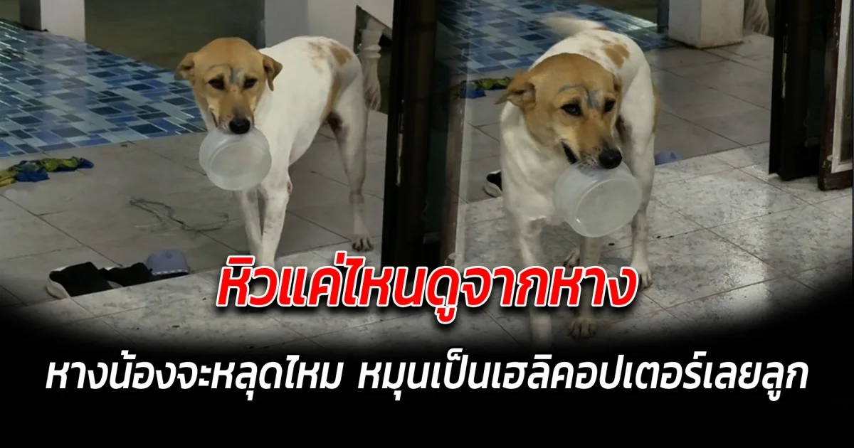 หิวแค่ไหนดูจากหาง หางน้องจะหลุดไหม หมุนเป็นเฮลิคอปเตอร์เลยลูก