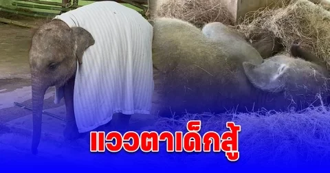 หนูน้อยกันยา แววตาเด็กสู้ หลังติดเชื้อไวรัส EEHV